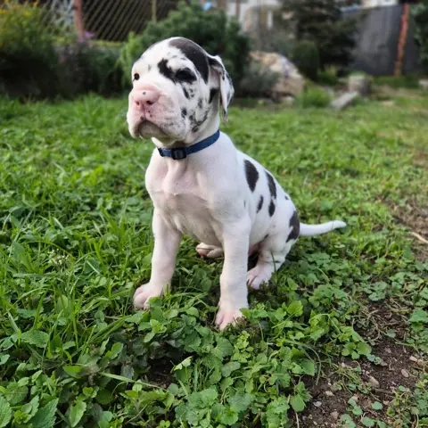 Fiji the harlequin Great Dane puppy, modelling (sample image)