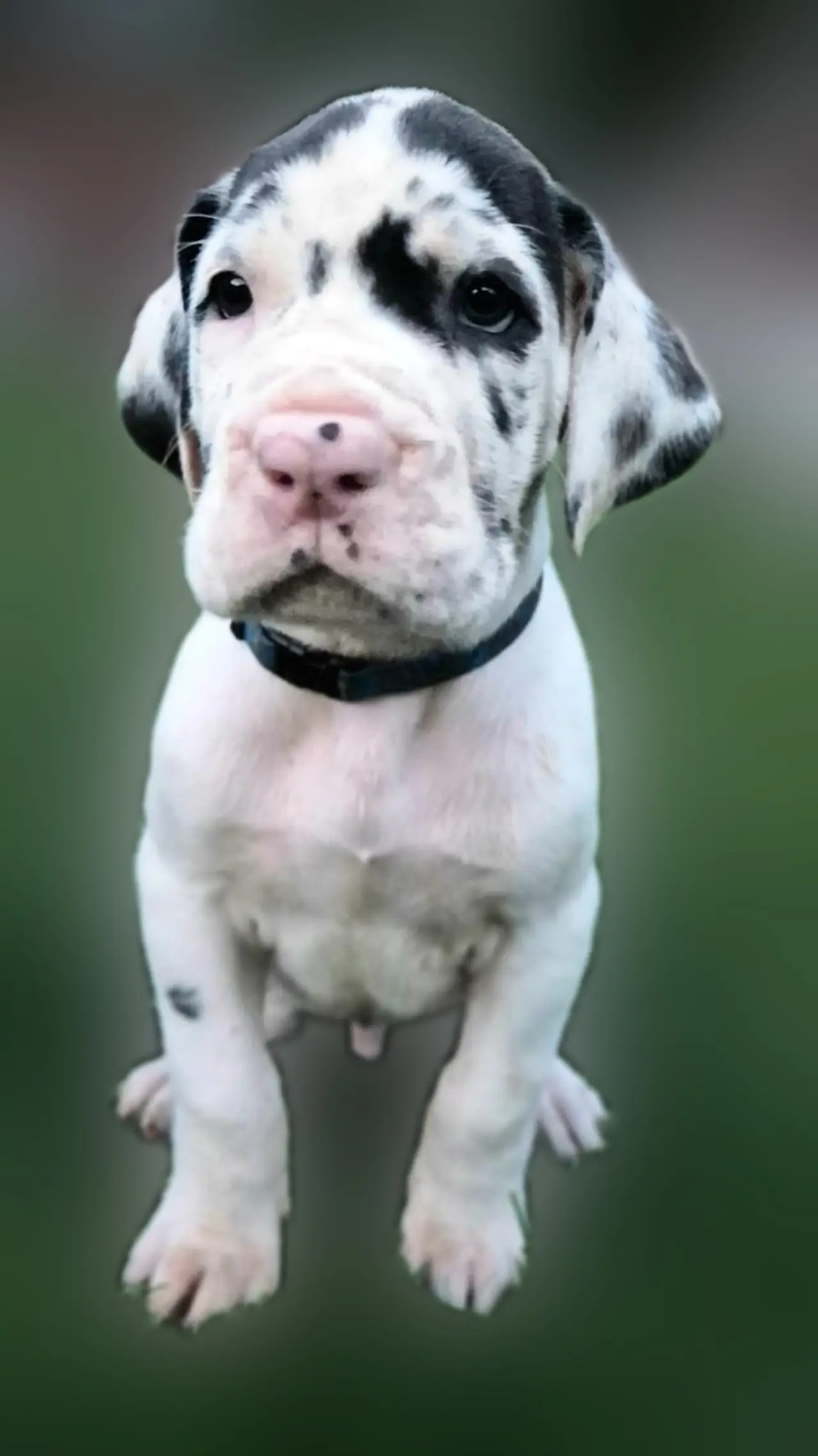 A harlequin Great Dane puppy looking up into the camera