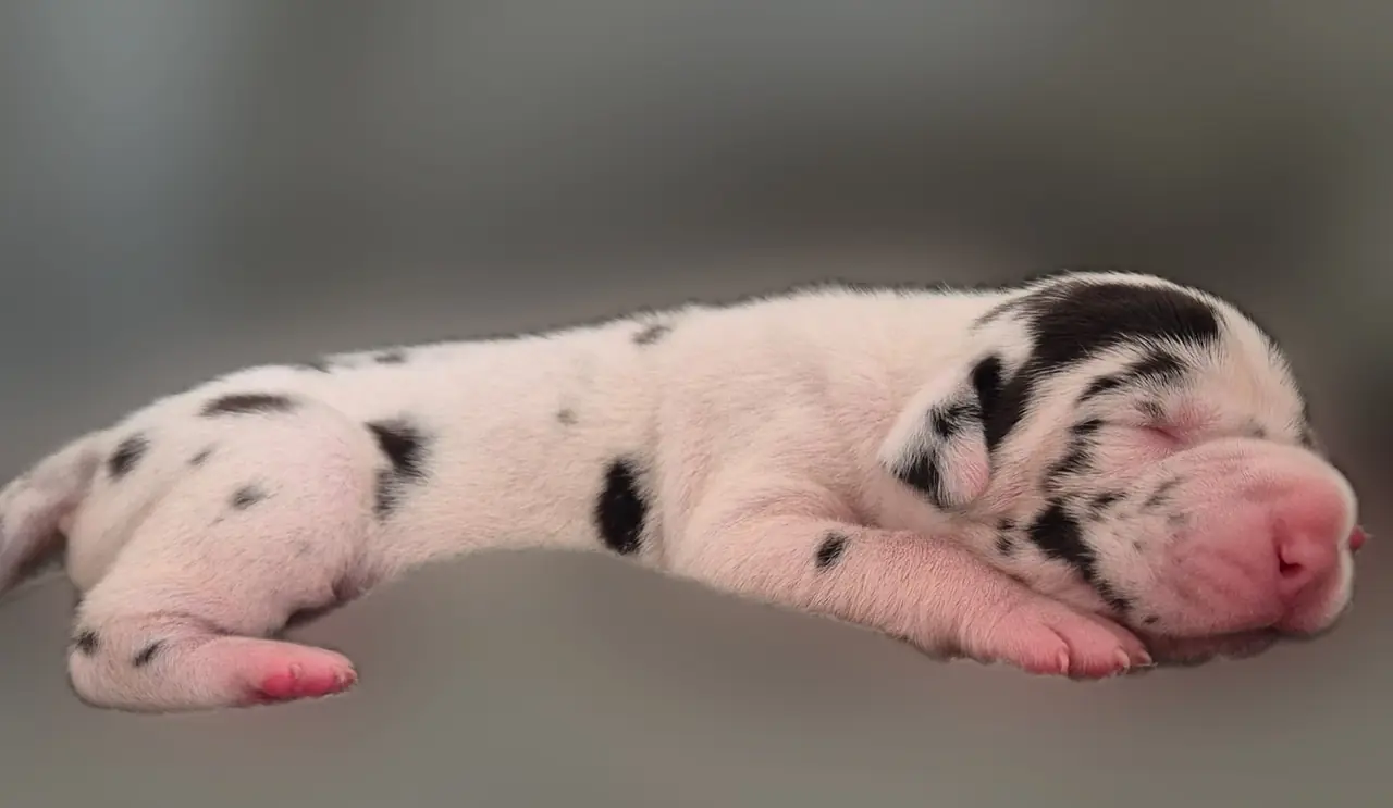 Newborn Fiji asleep on a grey blanket