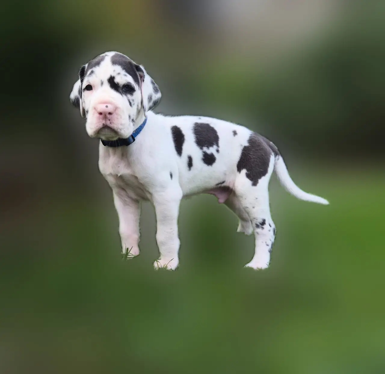 Fiji standing side-on, showing his harlequin coat
