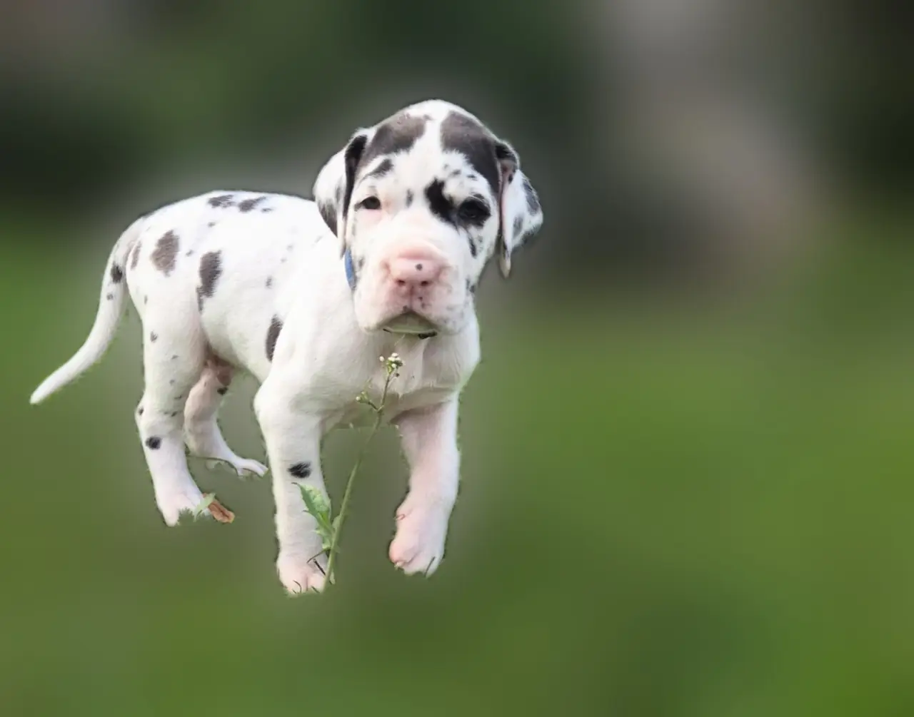 Six-week-old Fiji standing in the grass